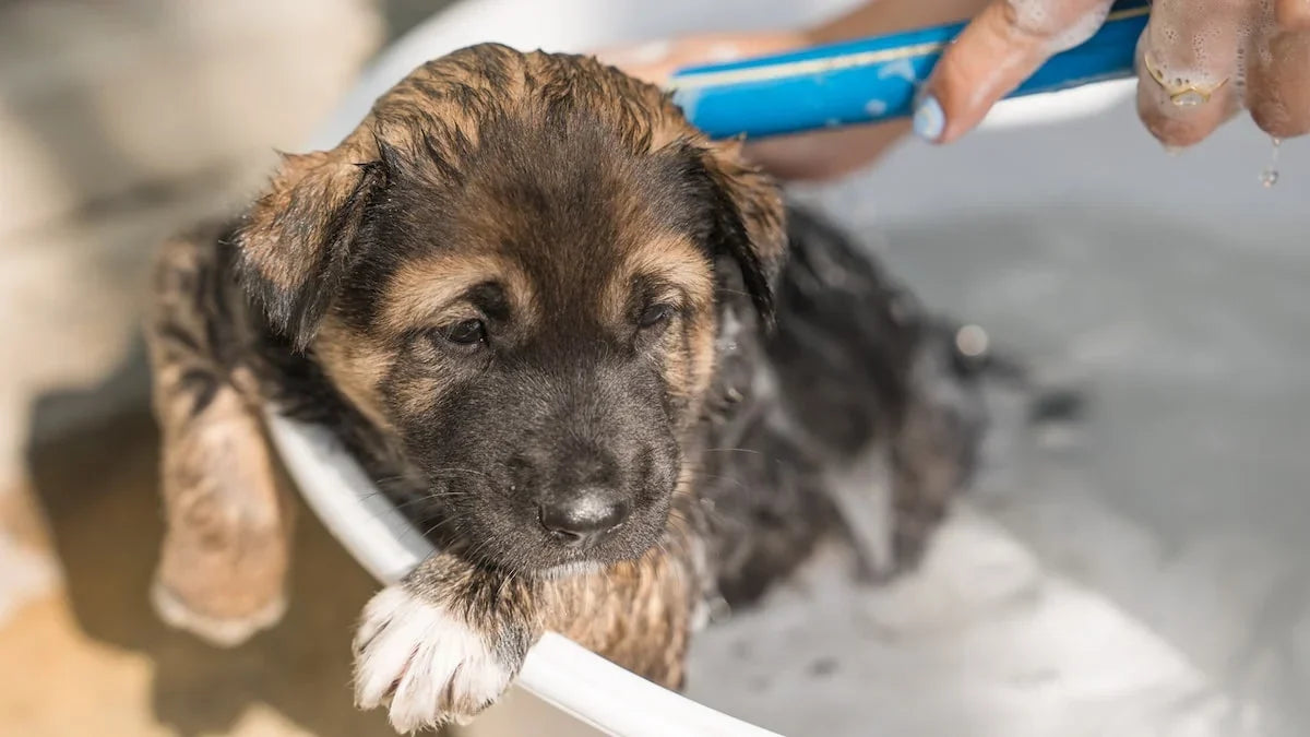 First-Time Pet Grooming: Where Should New Pet Parents Start?