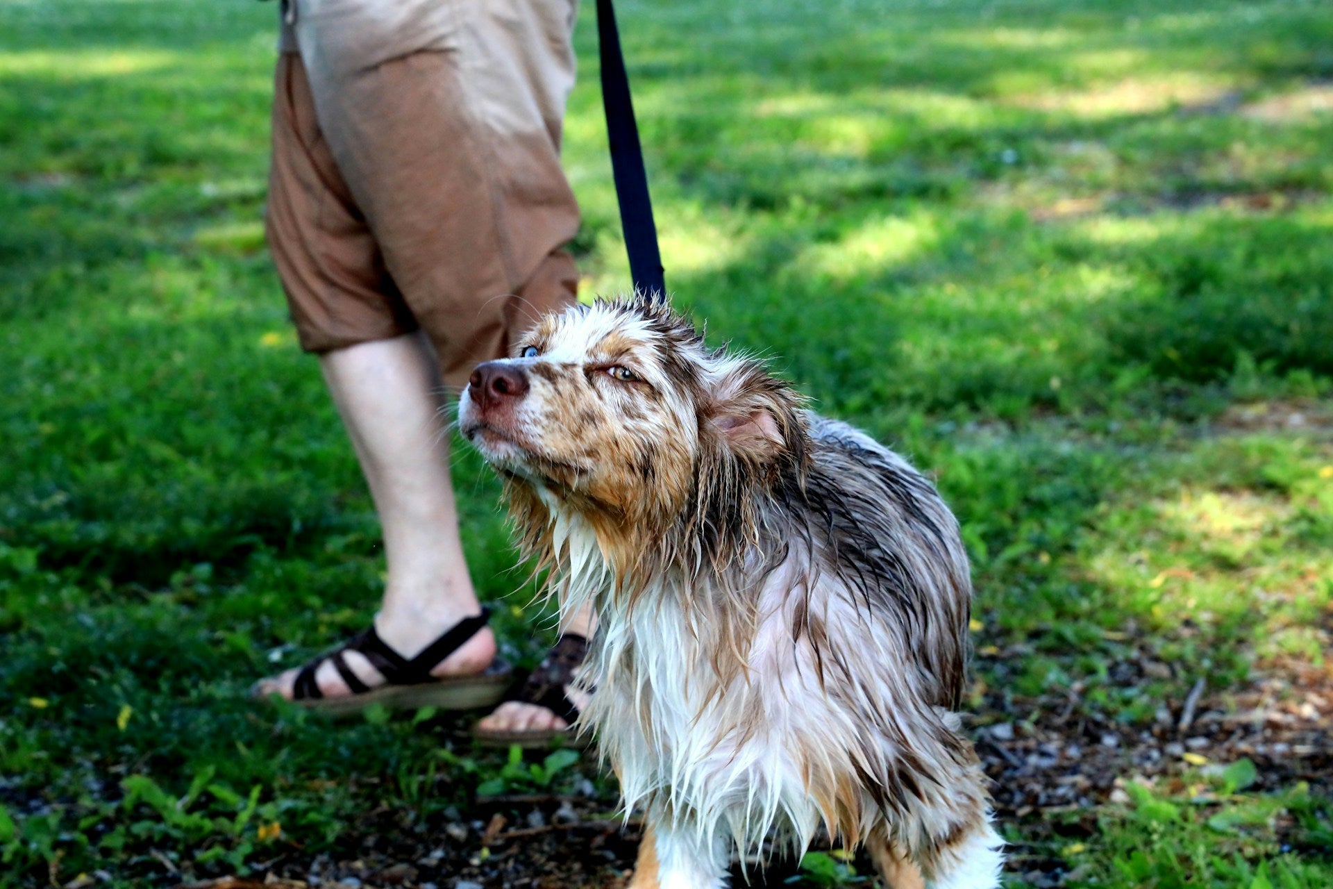 Summer Pet Grooming: Keeping Your Pet Cool and Comfortable
