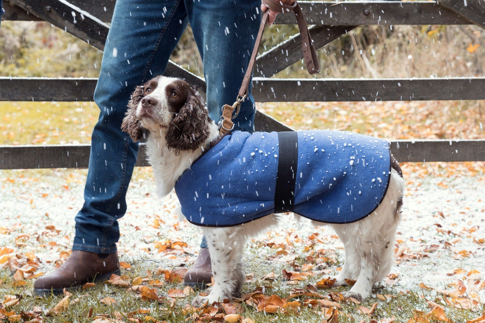 Post-Summer Shedding: The Complete Guide to Your Dog’s Coat Recovery & Seasonal Transition