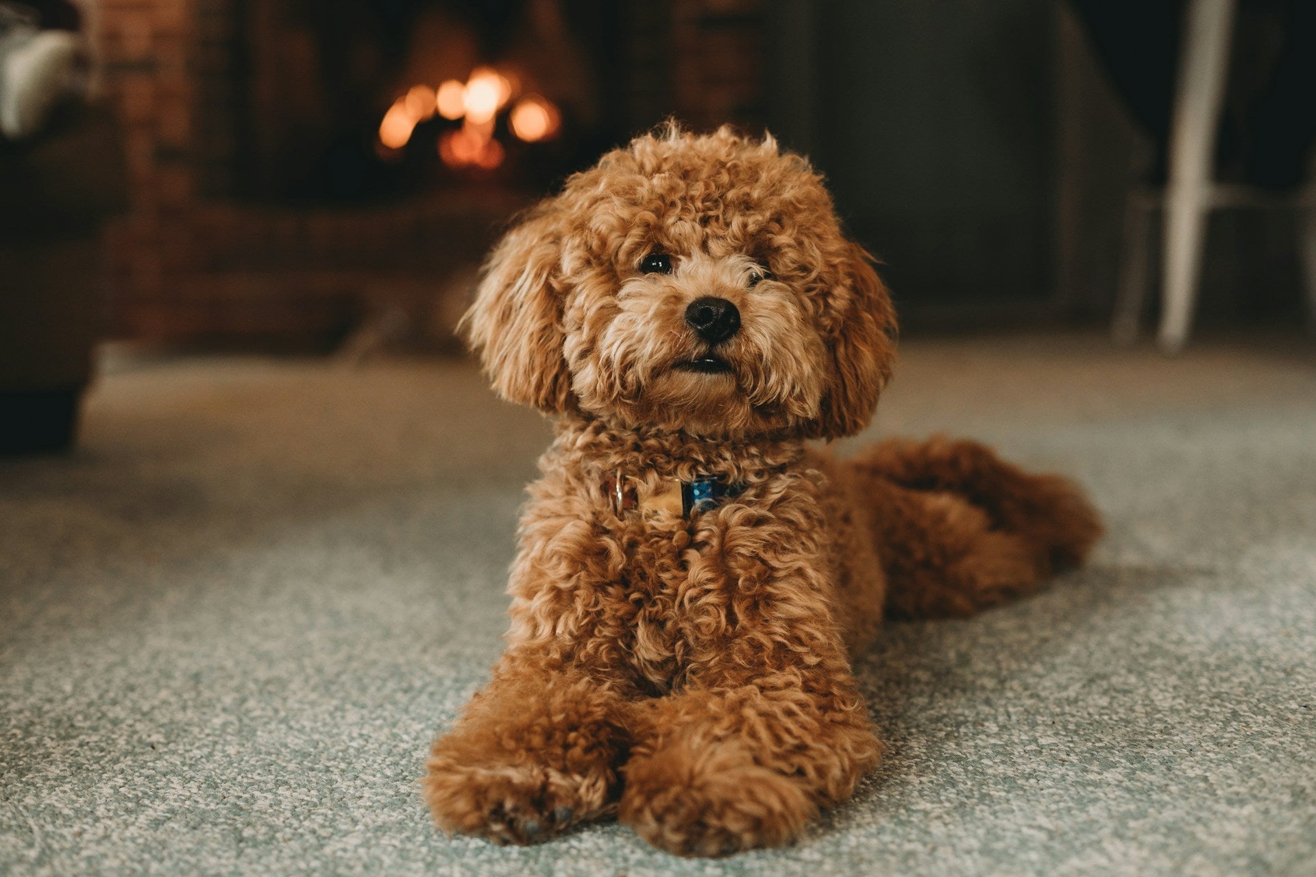 Essential House Tools for Dog Owners: Smart Gear for a Happy Home