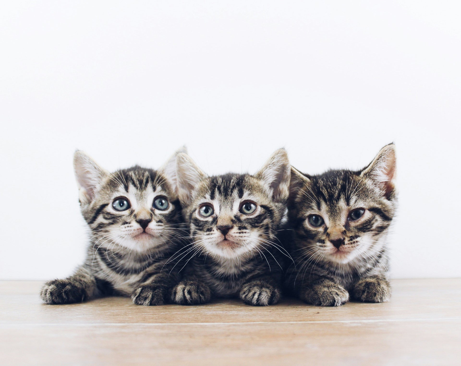 Your Ultimate Guide to a 4-Month-Old Kitten