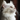 Cat Hair Structure, Types & More: What Every Cat Owner Should Know