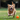 Steam Brushes for Dogs: The Future of Easy, Comfortable Grooming