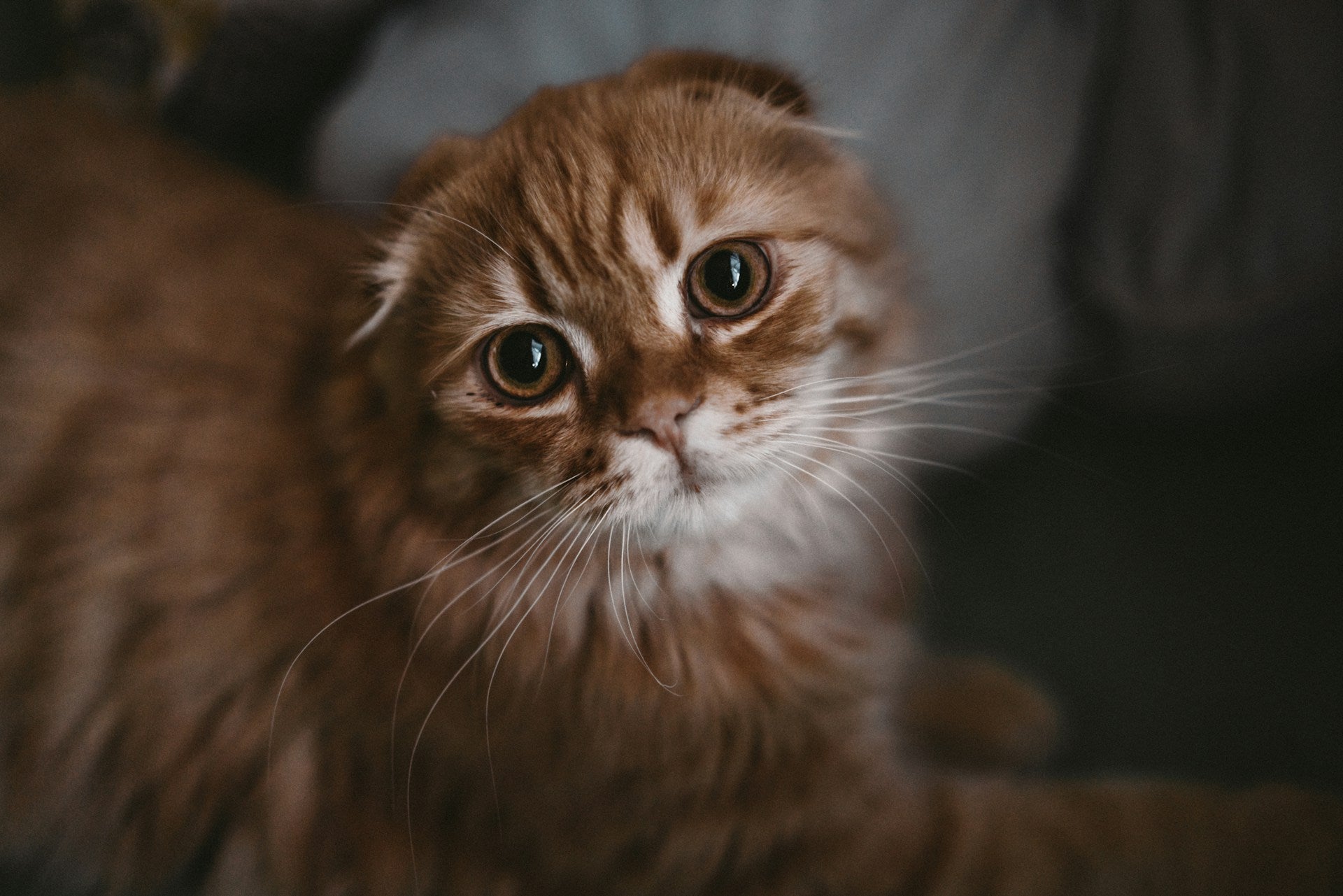 The Ultimate Guide to Cat Brushes for Long-Haired Cats