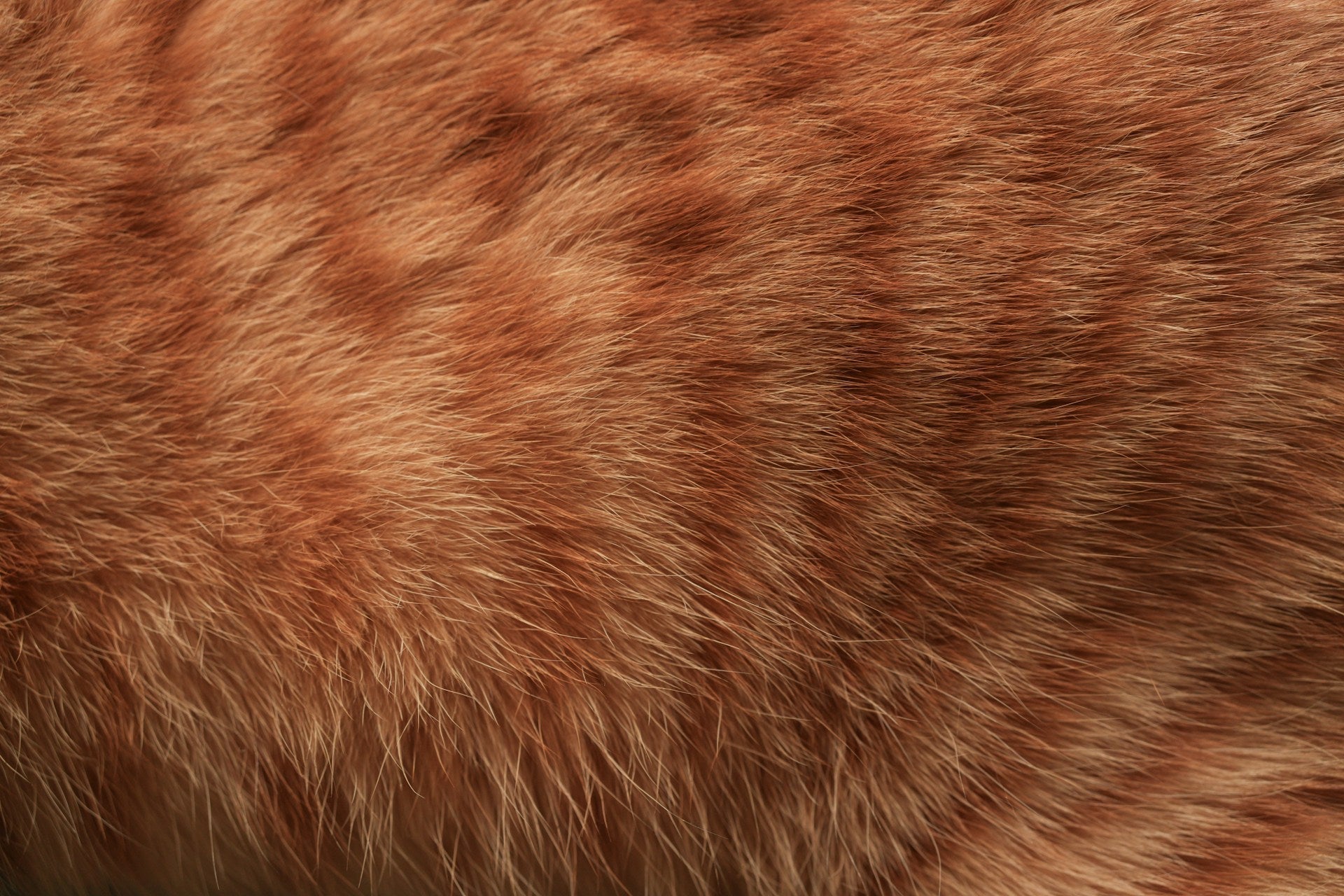 Best Brushes for Cat Dandruff: Gentle Grooming That Heals