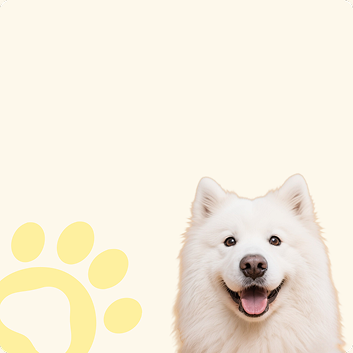 Furgo dog grooming supplies collection, featuring the Misty Steam Brush and other products.	